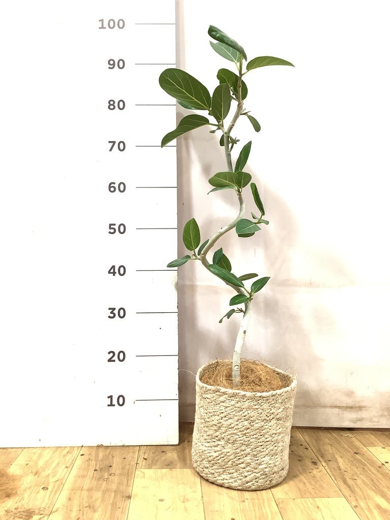 フィカス ベンガレンシス 5号 | 観葉植物通販 HitoHana（ひとはな）