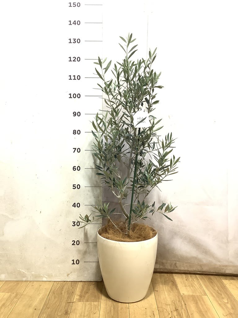 観葉植物 オリーブの木 【45cm】 8号 チプレッシーノ 盆栽仕立て