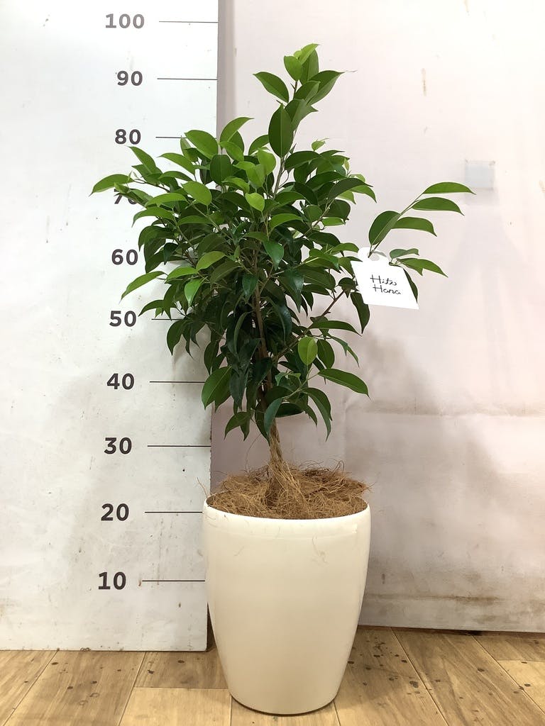 フィカス ベンジャミン 6号 | 観葉植物 | インテリアやギフトに