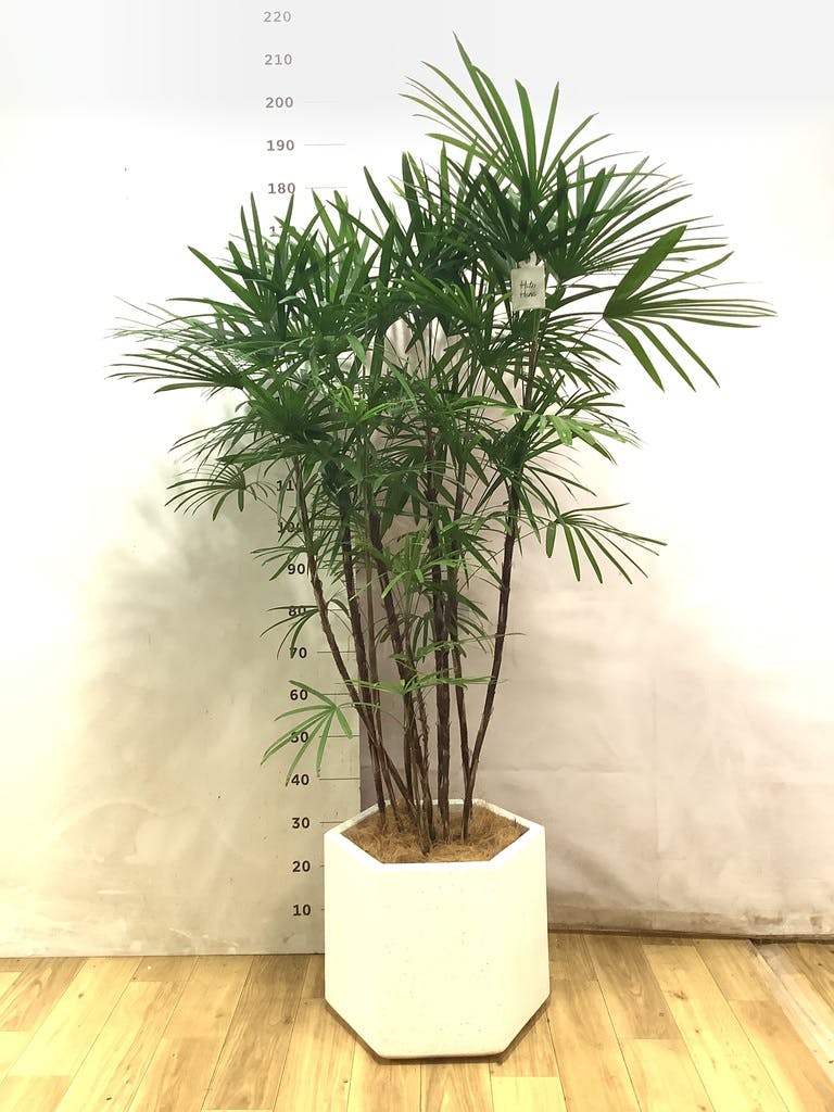シュロチク 10号 | 観葉植物 | 送料無料でお届け - Hitohana（ひとはな）