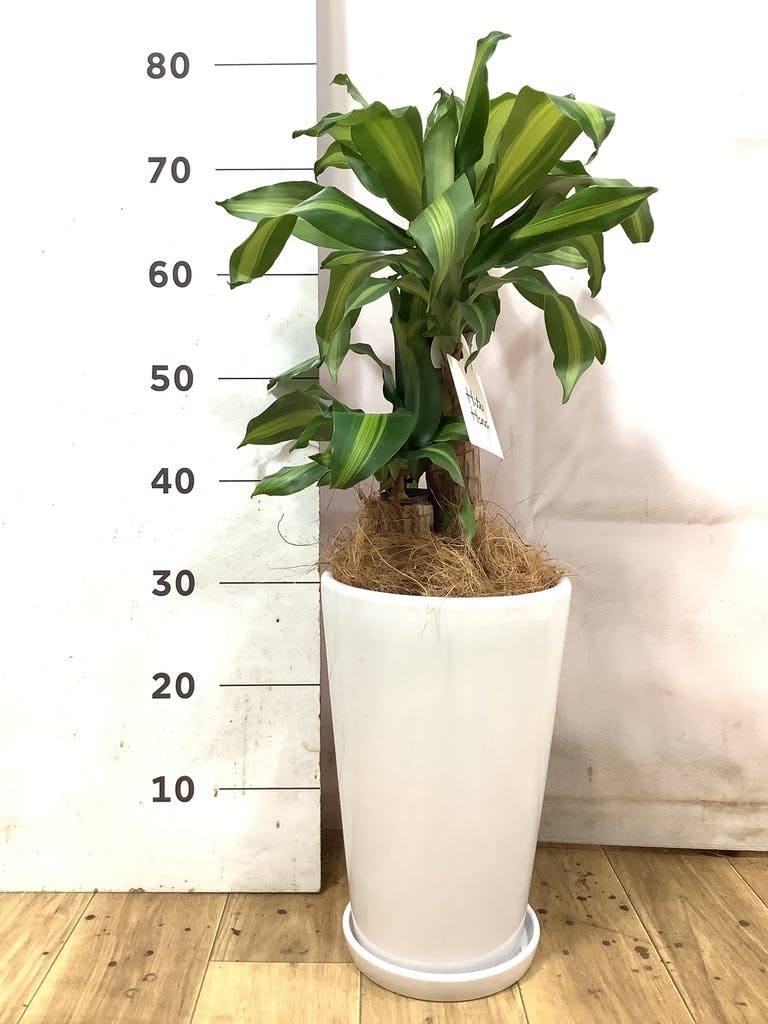 ドラセナ 6号 | 観葉植物の通販ならHitoHana（ひとはな）