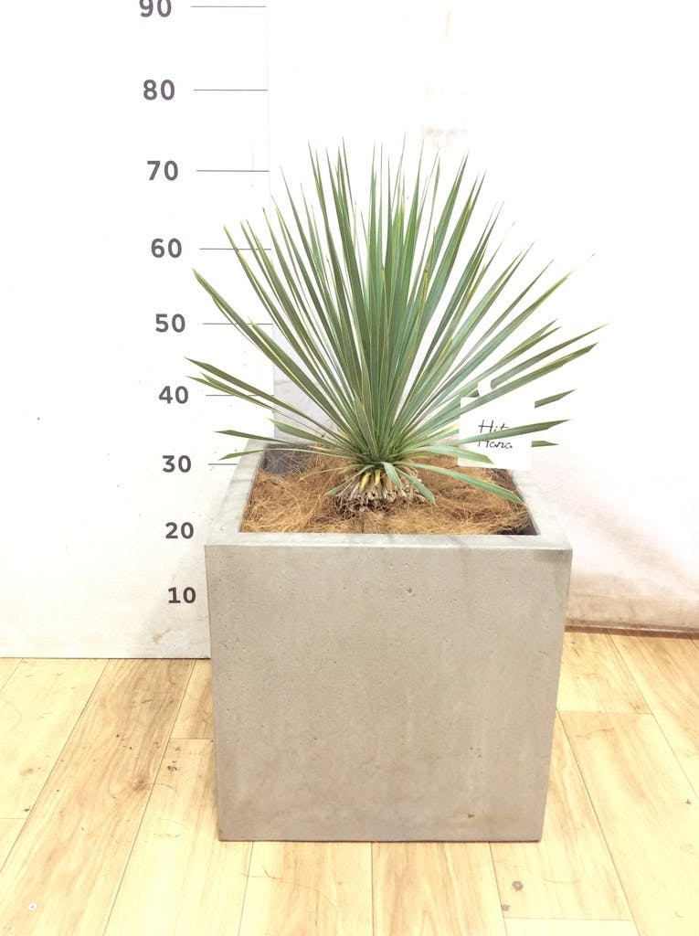 観葉植物 ユッカ 8号 ロストラータ プラスチック鉢 | 観葉植物なら