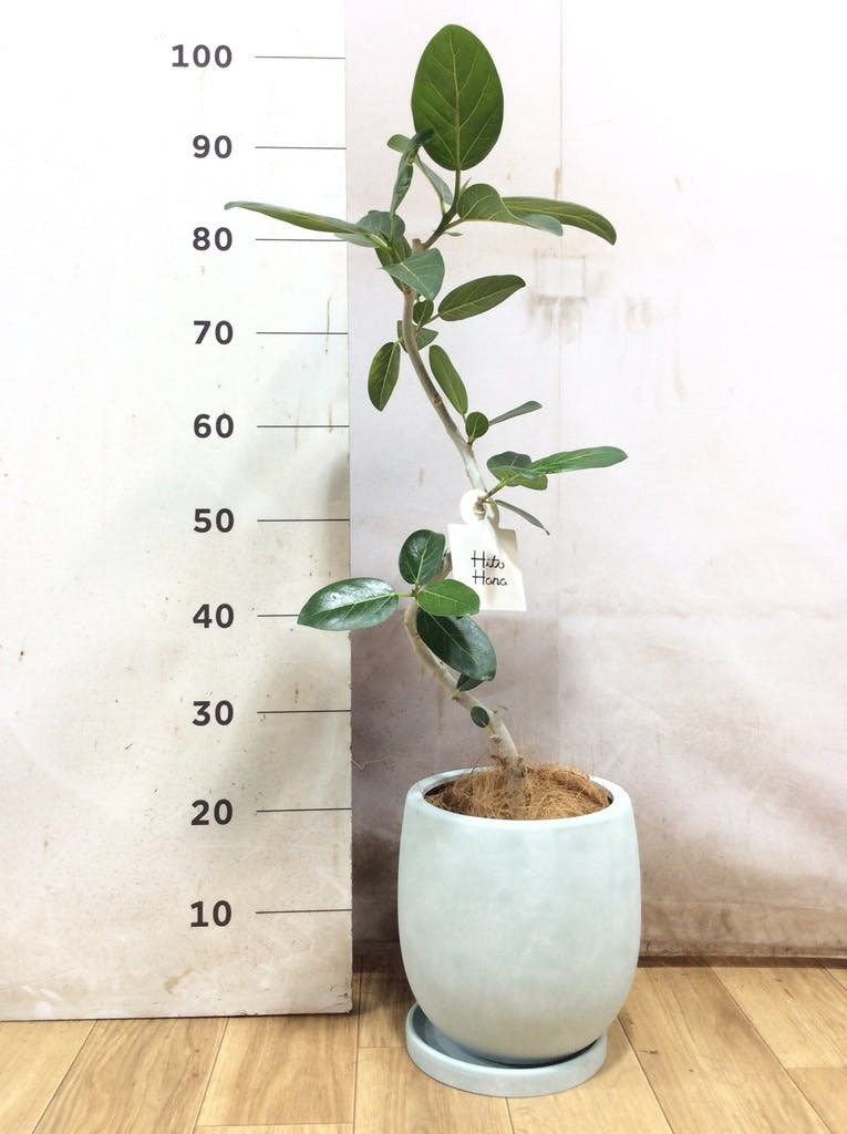 フィカス ベンガレンシス 5号 | 観葉植物通販 HitoHana（ひとはな）