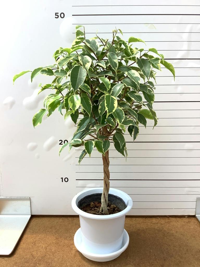 フィカス ベンジャミン 8号 | 観葉植物 | インテリアやギフトに