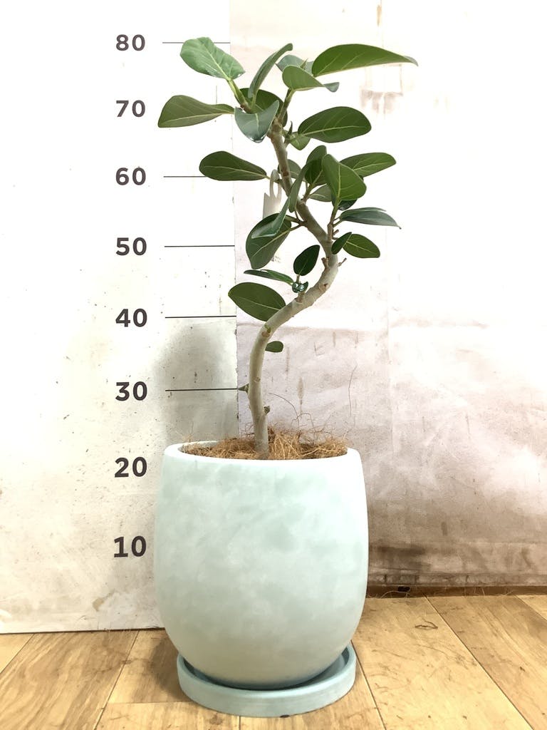 フィカス ベンガレンシス 10号 | 観葉植物通販 Hitohana（ひとはな）