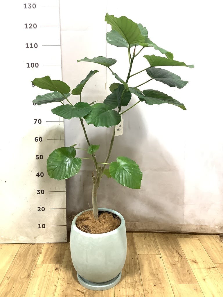 フィカス ウンベラータ 7号 | 観葉植物の通販ならHitoHana（ひとはな）