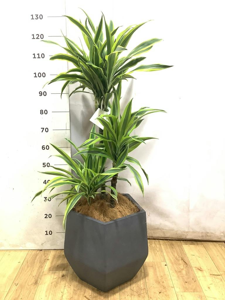 ドラセナ ワーネッキー レモンライム 8号 | 観葉植物 | インテリアや