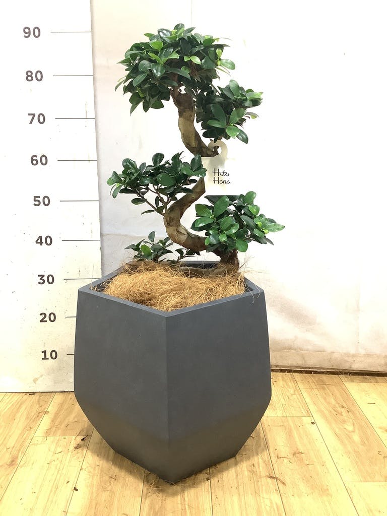 ガジュマル 曲がり | 観葉植物通販 Hitohana（ひとはな）