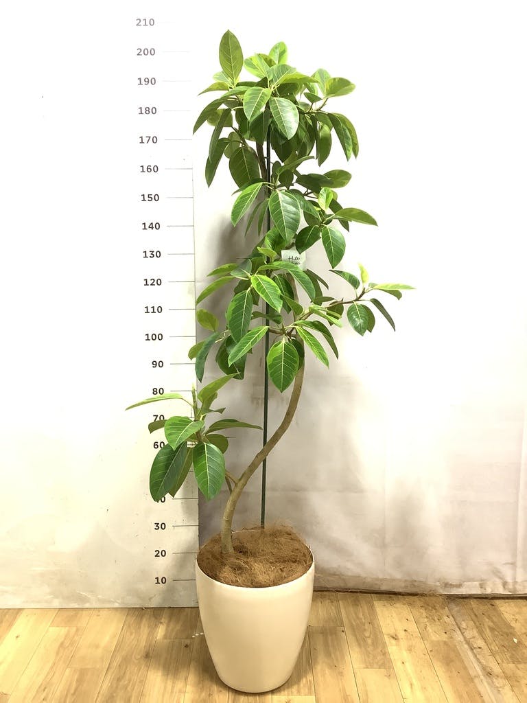 フィカス アルテシーマ 曲がり | 観葉植物通販 Hitohana（ひとはな）