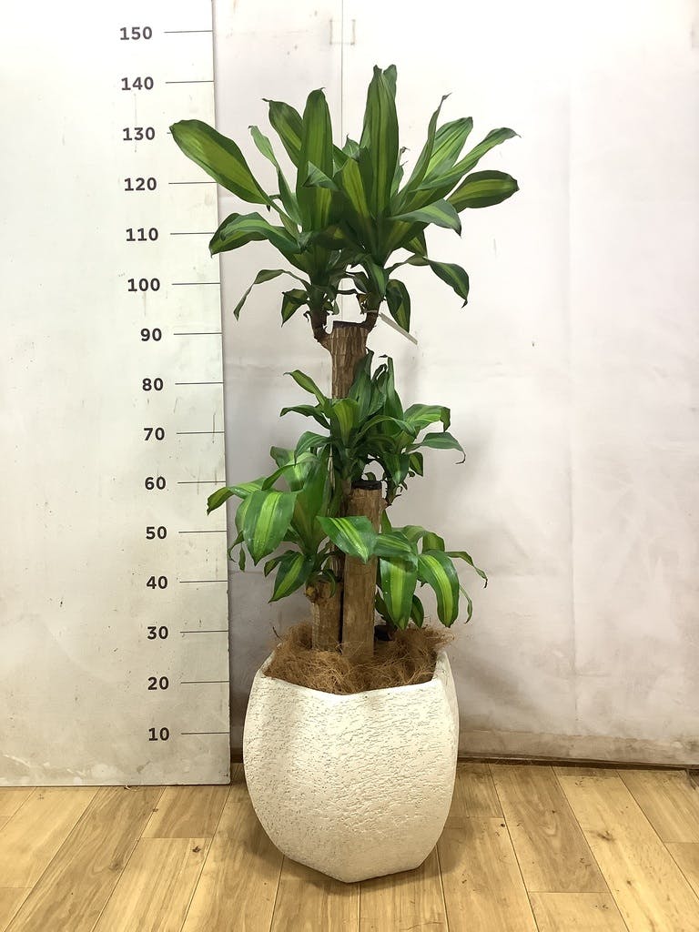 ドラセナ幸福の木 大型 | 観葉植物通販HitoHana(ひとはな)