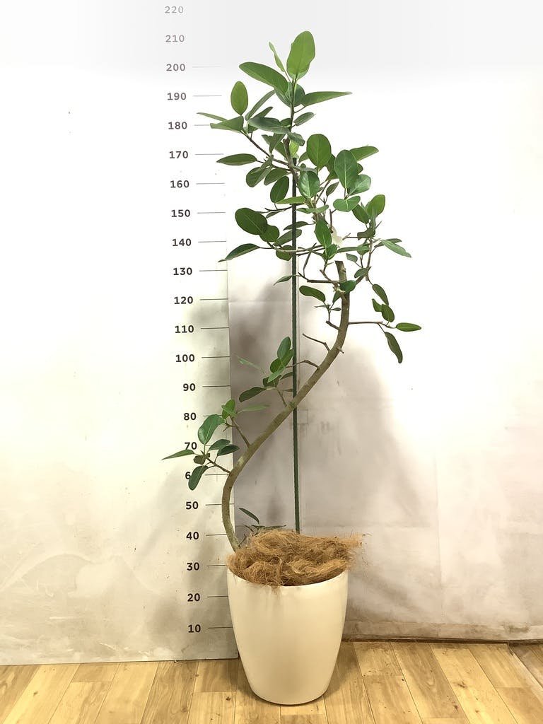 フィカス ベンガレンシス 10号 | 観葉植物通販 Hitohana（ひとはな）
