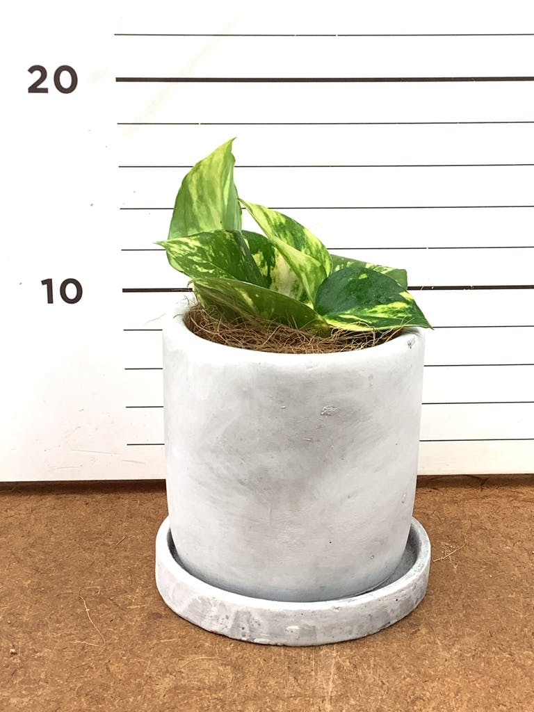ポトス 3号 | 観葉植物 | インテリアやギフトに - Hitohana（ひとはな）