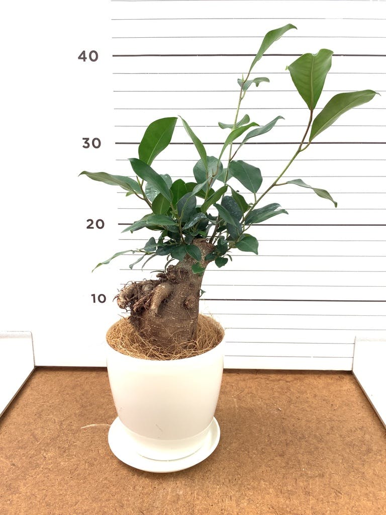 ガジュマル 4号 | 観葉植物の通販ならHitoHana（ひとはな）