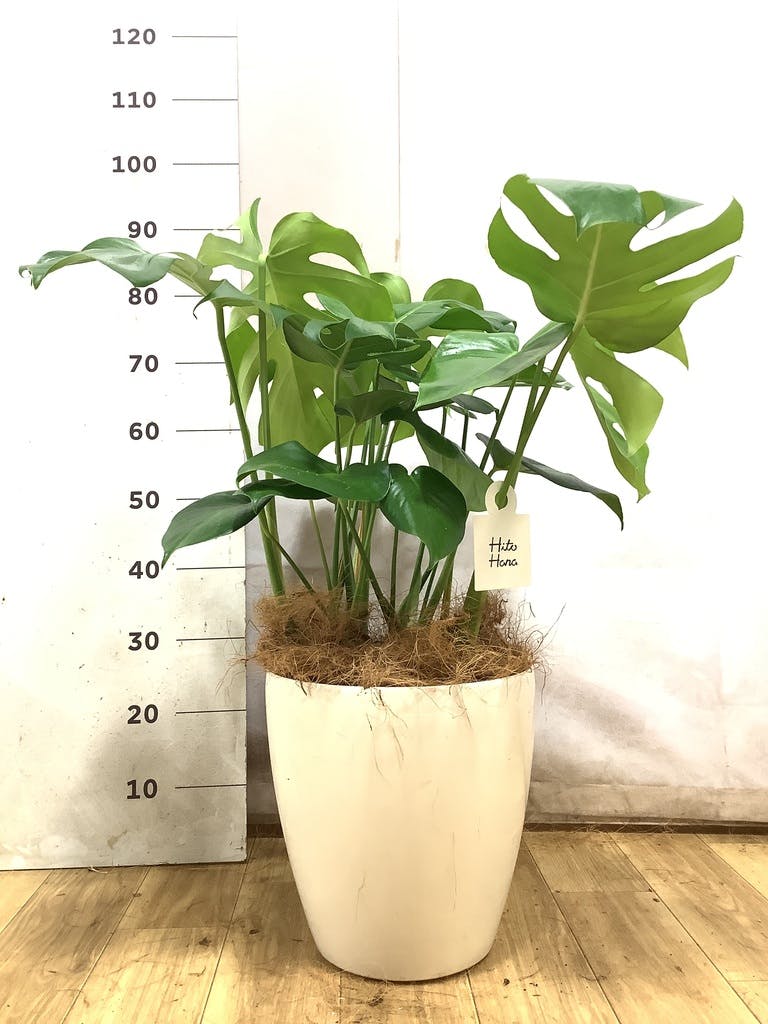 モンステラ 大型 | 観葉植物通販HitoHana(ひとはな)