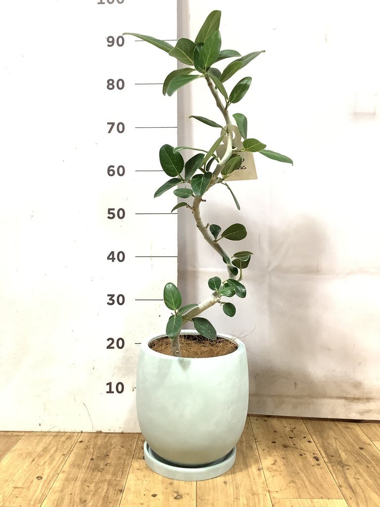 フィカス ベンガレンシス 1点もの（現品・現物） | 観葉植物 | 送料