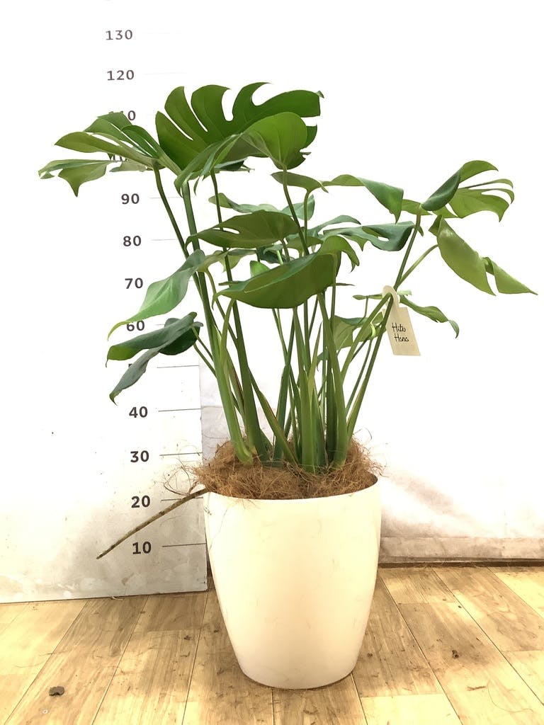 モンステラ 大型 | 観葉植物通販HitoHana(ひとはな)