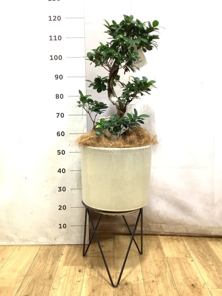 ガジュマル 曲がり | 観葉植物通販 Hitohana（ひとはな）