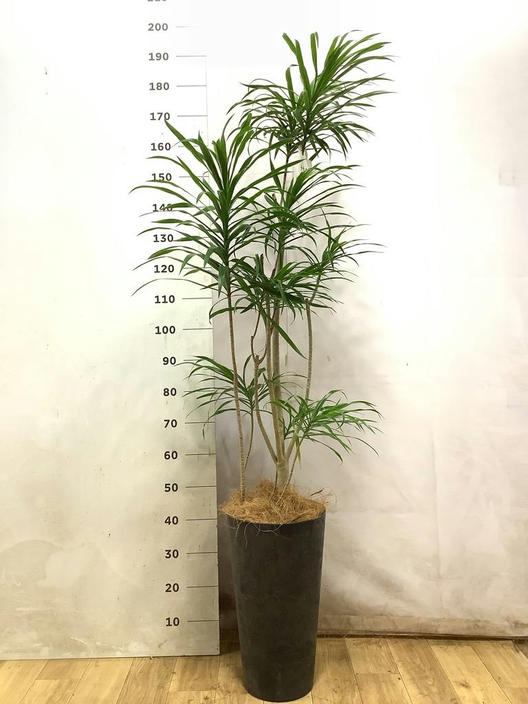 ドラセナ リフレクサ | 観葉植物通販HitoHana(ひとはな)