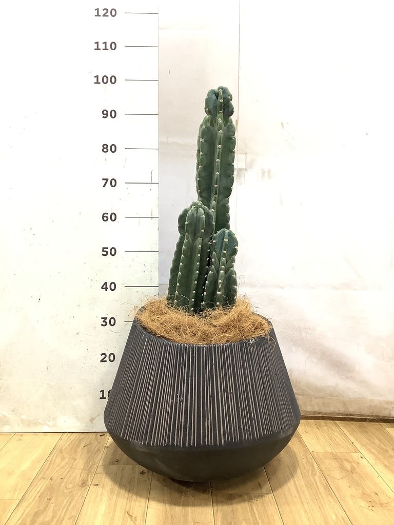 柱サボテン 8号 | 観葉植物通販HitoHana(ひとはな)