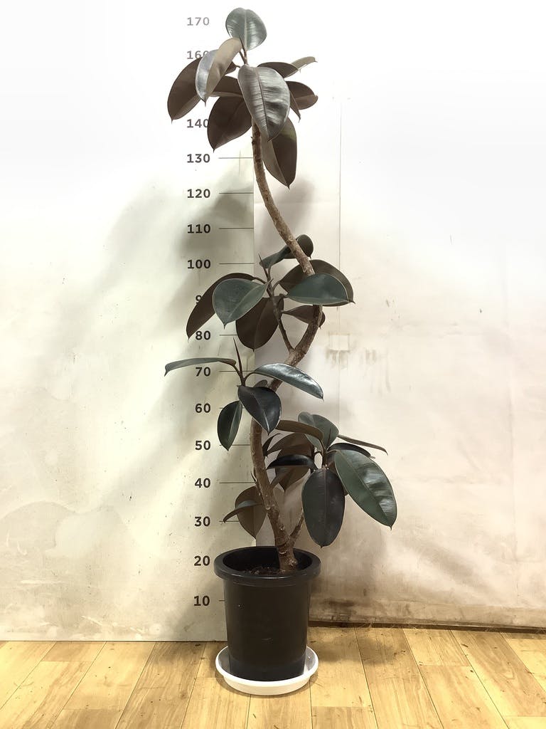 フィカス バーガンディ 8号 曲がり | 観葉植物通販 Hitohana（ひとはな）