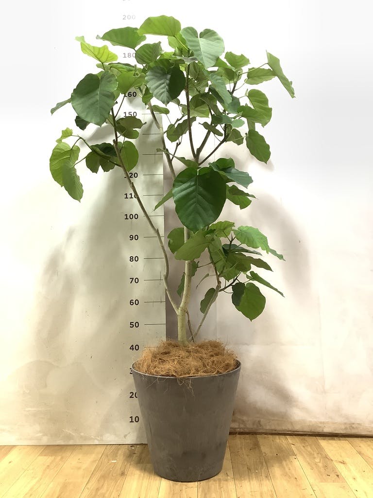 グレーの鉢カバー付きの観葉植物 10号 | 観葉植物の鉢ならHitoHana
