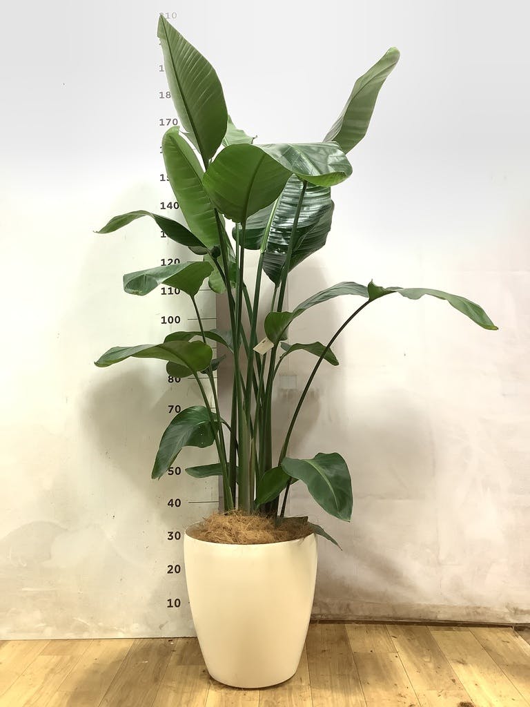 オーガスタ 10号 | 観葉植物の通販ならHitoHana
