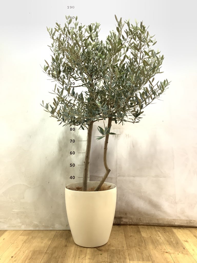 オリーブの木 レッチーノ | 観葉植物通販HitoHana(ひとはな)