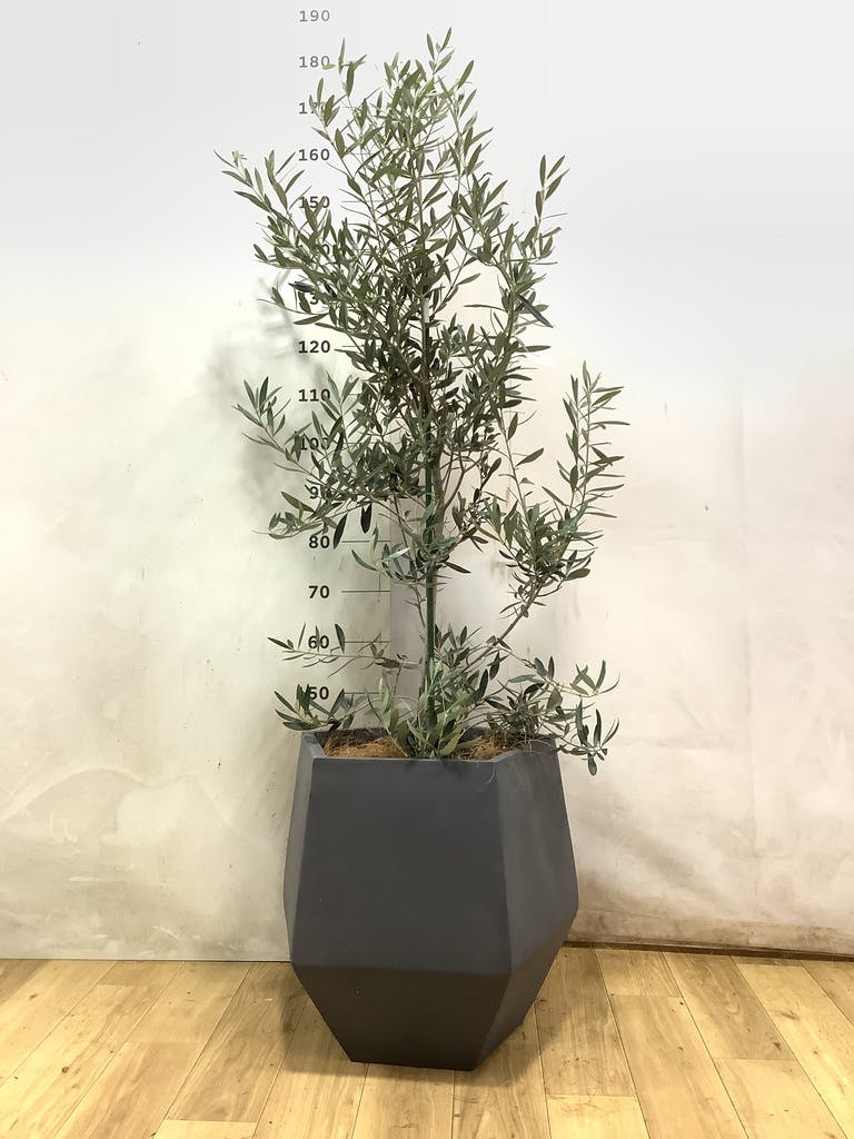 グレーの鉢カバー付きの観葉植物 10号 | 観葉植物の鉢ならHitoHana