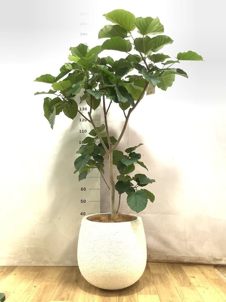ウンベラータ 10号 | 観葉植物の通販ならHitoHana（ひとはな）