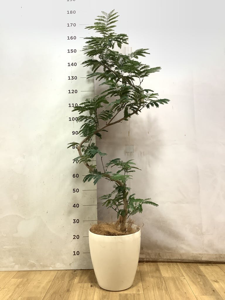 エバーフレッシュ 8号 | 観葉植物 | インテリアやギフトに - Hitohana