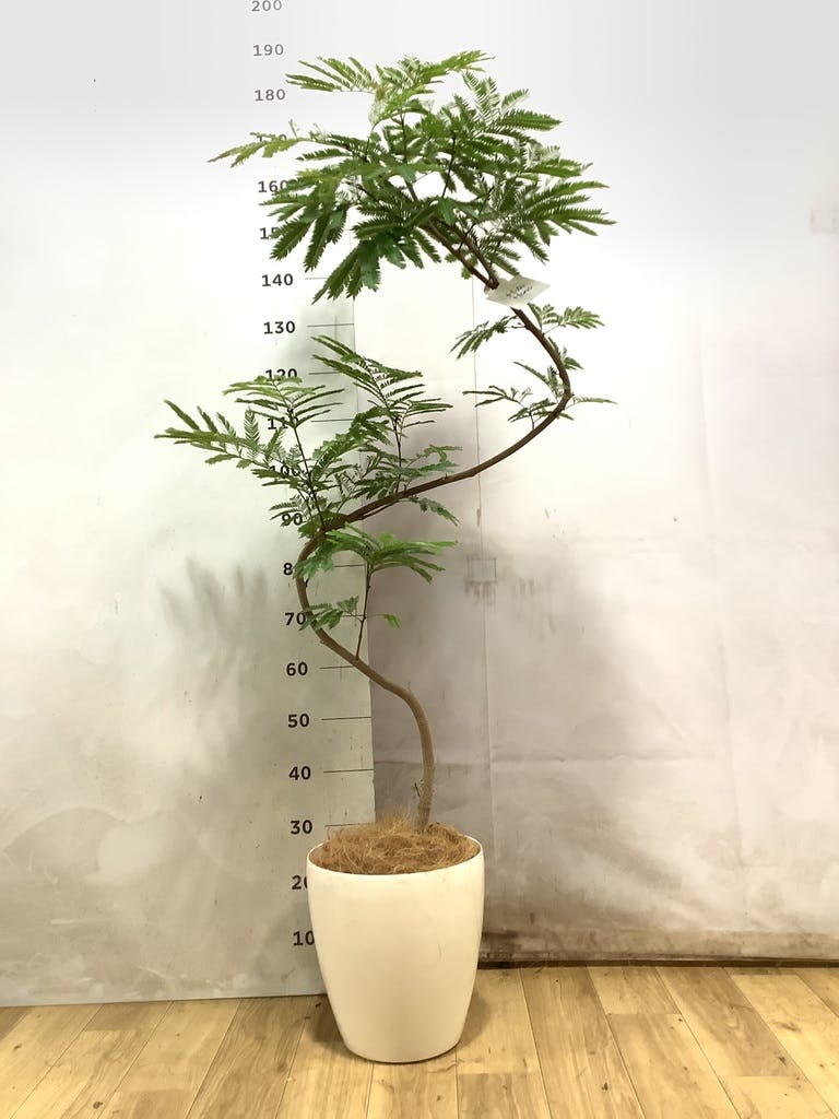 エバーフレッシュ 8号 | 観葉植物 | インテリアやギフトに - Hitohana