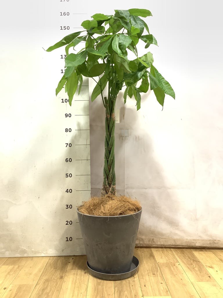 パキラ 8号 | 観葉植物の通販ならHitoHana(ひとはな) パキラ 8号 | 観葉植物の通販ならHitoHana(ひとはな)