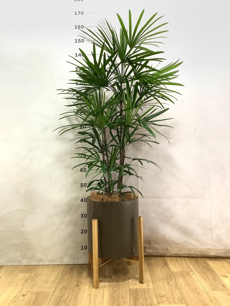 シュロチク 8号 | 観葉植物 | 送料無料でお届け - Hitohana（ひとはな）