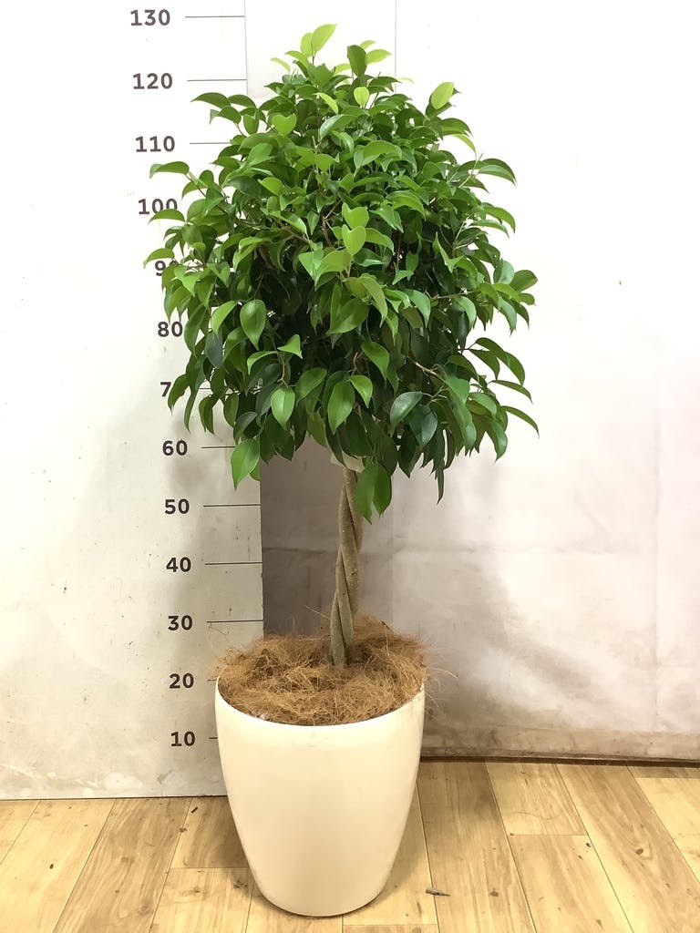 フィカス ベンジャミン 8号 | 観葉植物 | インテリアやギフトに