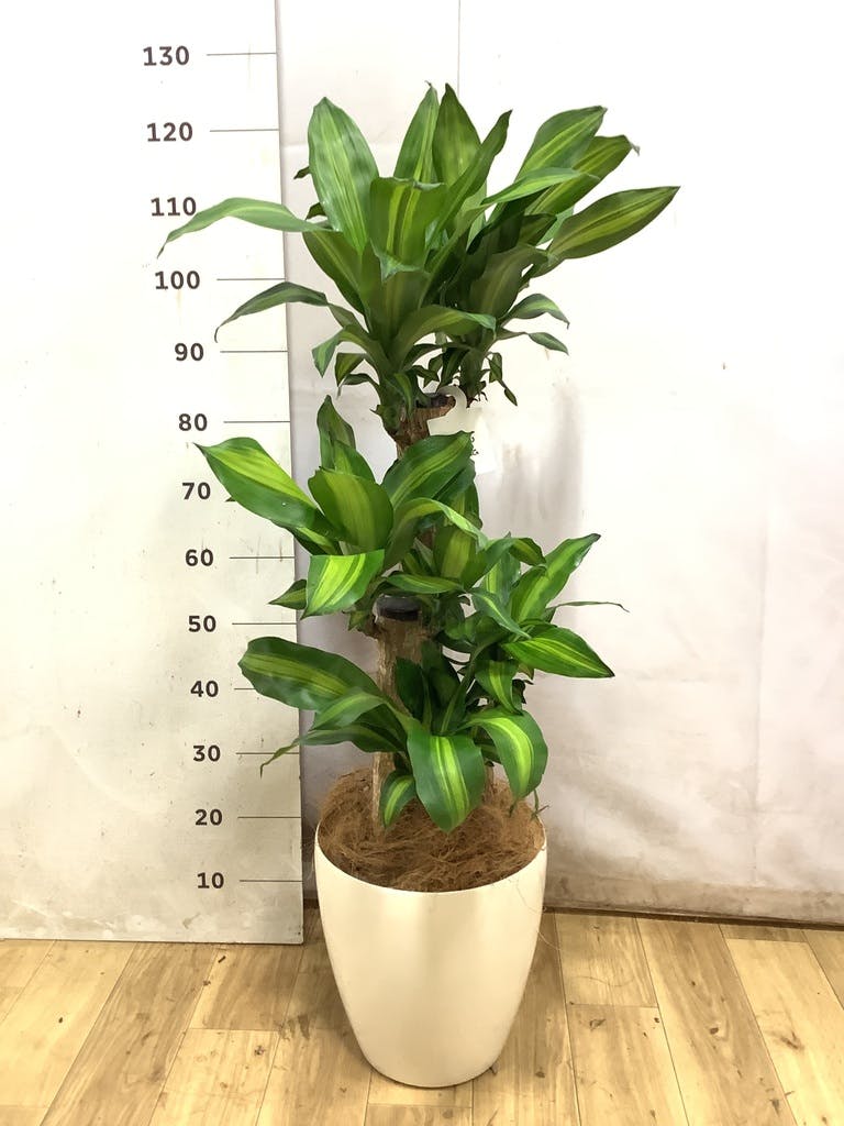 ドラセナ幸福の木 大型 | 観葉植物通販HitoHana(ひとはな)