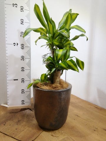 観葉植物 ドラセナ 幸福の木 6号 ノーマル ビトロ ウーヌム コッパー釉 付き
