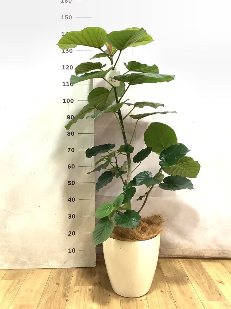 フィカス ウンベラータ 5号 | 観葉植物通販 HitoHana（ひとはな）