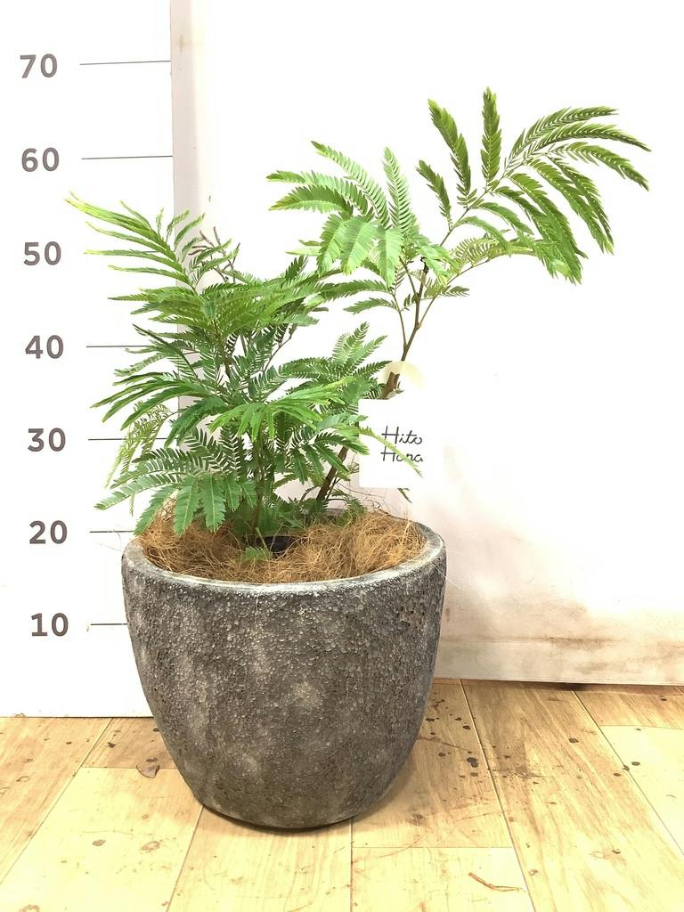 エバーフレッシュ 6 ファイバーセメント鉢 お皿付き エバーフレッシュ 6号 | 観葉植物の通販ならHitoHana（ひとはな）