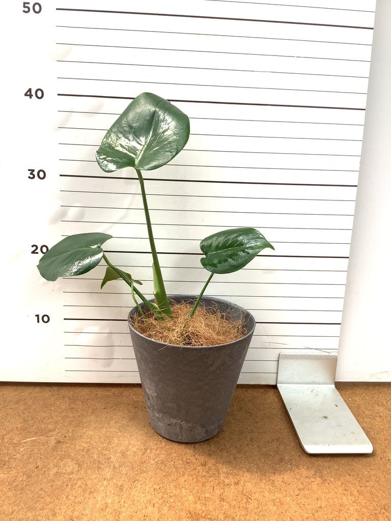 モンステラ 1点もの | 観葉植物 | 送料無料でお届け - Hitohana（ひと