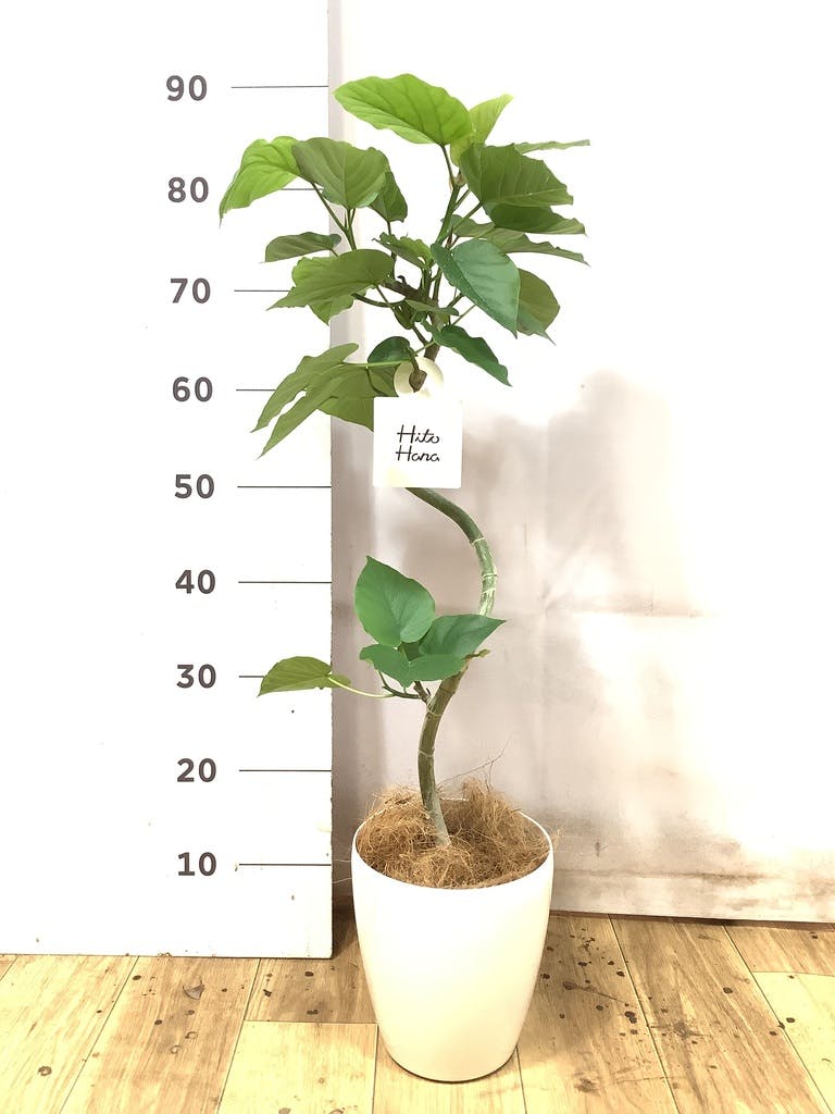 フィカス ウンベラータ 5号 | 観葉植物通販 HitoHana（ひとはな）