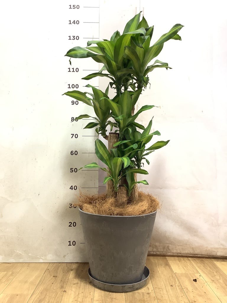 ドラセナ幸福の木 大型 | 観葉植物通販HitoHana(ひとはな)