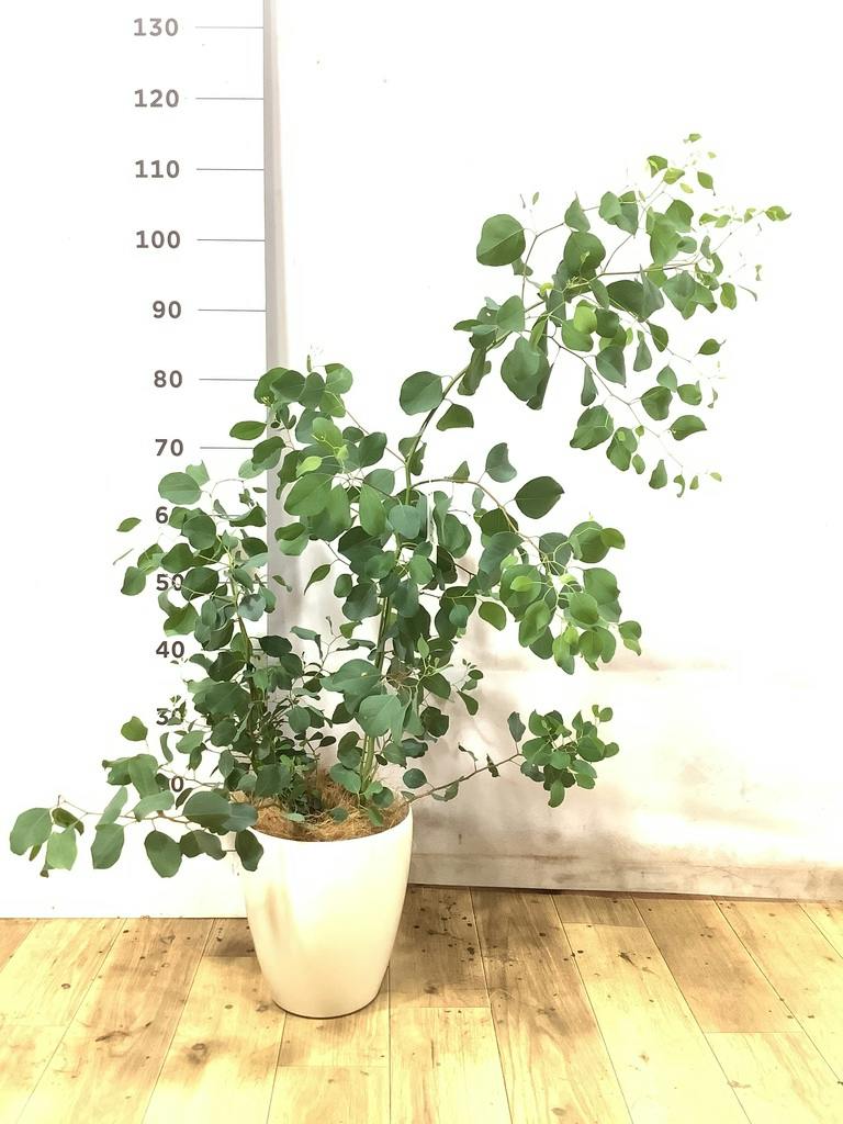 観葉植物 ユーカリ 6号 ポポラス（ポリアンセモス） プラスチック鉢