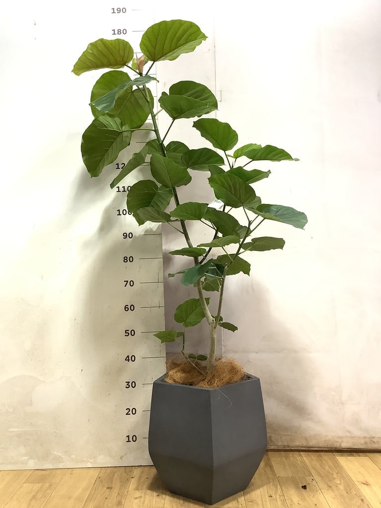 ウンベラータ 大型 | 観葉植物通販HitoHana(ひとはな)