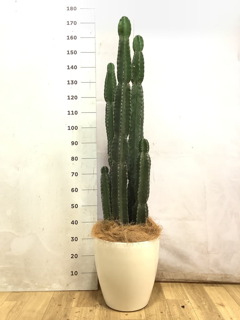 観葉植物 柱サボテン 10号 セドナロング 墨 付き | 観葉植物なら