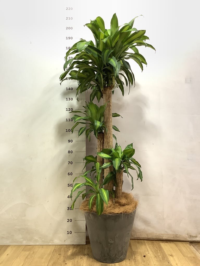 ドラセナ幸福の木 大型 | 観葉植物通販HitoHana(ひとはな)
