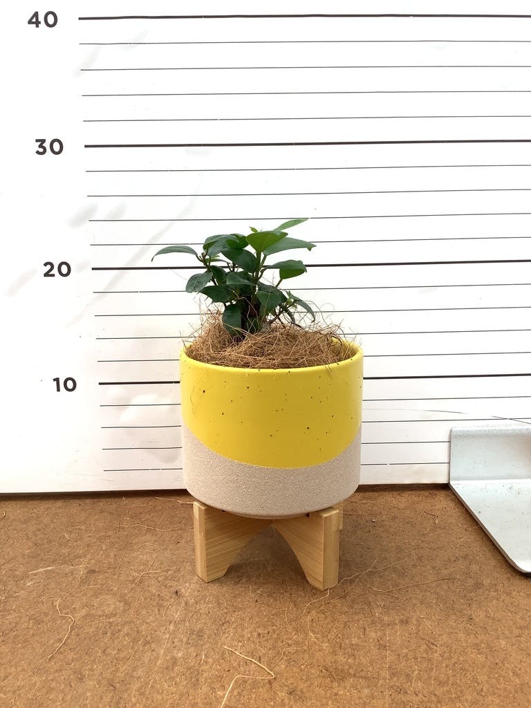 ガジュマル パンダ 8号 | 観葉植物通販HitoHana(ひとはな)