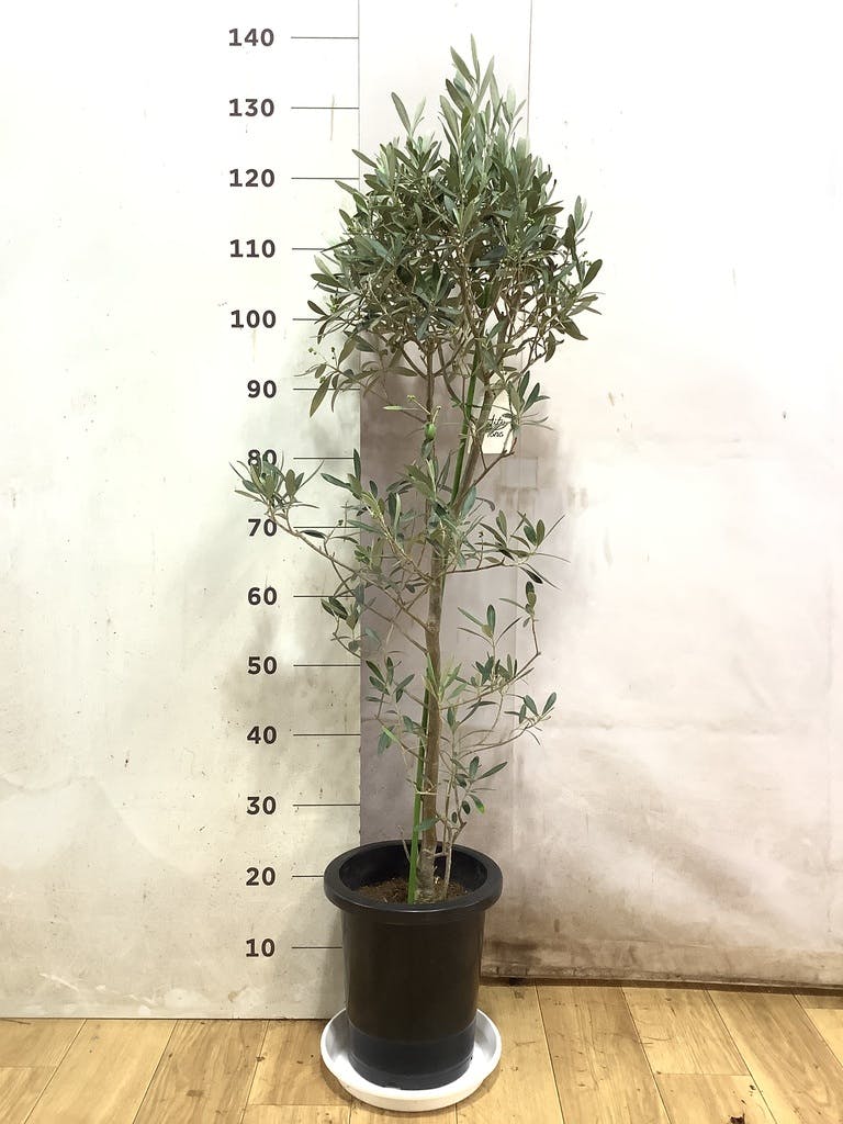 オリーブの木 9号 | 観葉植物通販 HitoHana（ひとはな）