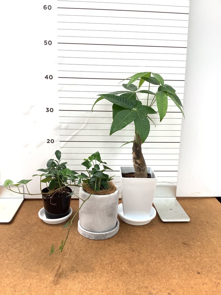 ガジュマル パンダ 8号 | 観葉植物通販HitoHana(ひとはな)