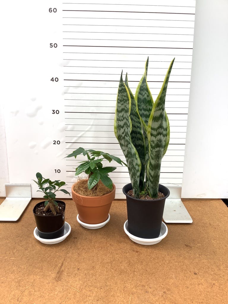 リピート価格　パンダガジュマル　斑入り　8号リン鉢 ガジュマル パンダ 8号 | 観葉植物通販HitoHana(ひとはな)