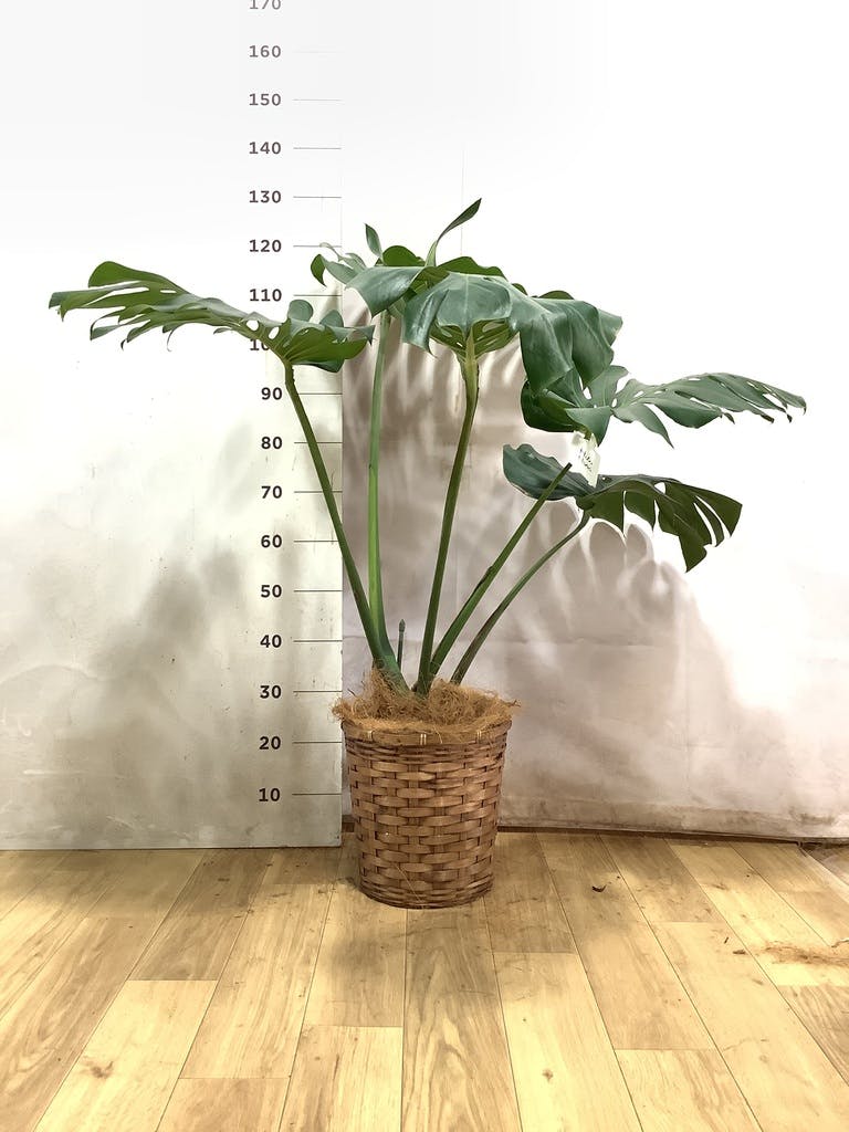 モンステラ 8号 | 観葉植物 | インテリアやギフトに - Hitohana（ひと